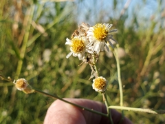 Chloracantha spinosa spinosa