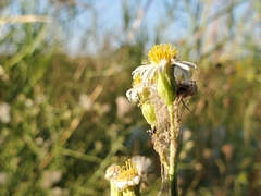 Chloracantha spinosa spinosa