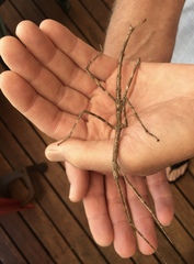 Ctenomorpha marginipennis