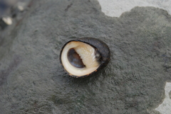Nerita ocellata