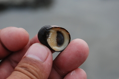 Nerita ocellata