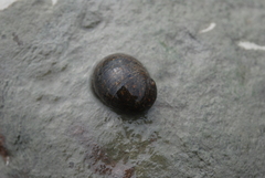 Nerita ocellata