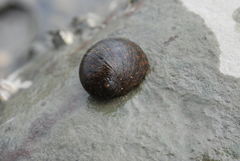 Nerita ocellata