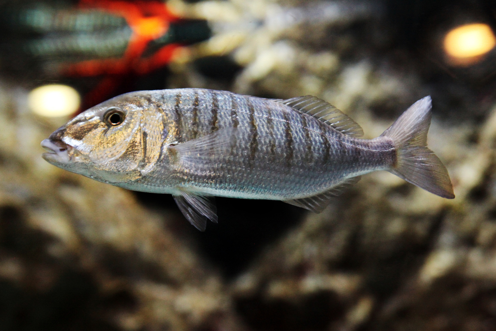 Lithognathus