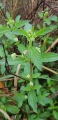 Lippia javanica