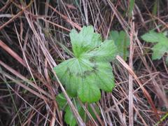 Pelargonium ranunculophyllum