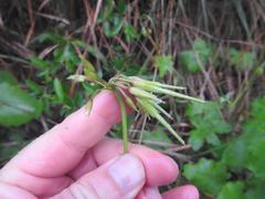 Pelargonium ranunculophyllum