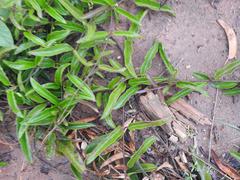 Vincetoxicum anomalum