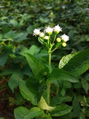 Ageratum conyzoides