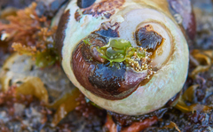 Crepidula norrisiarum