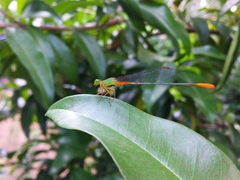 Ceriagrion cerinorubellum