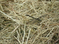 Arigomphus