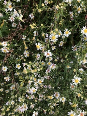 Symphyotrichum pilosum pilosum