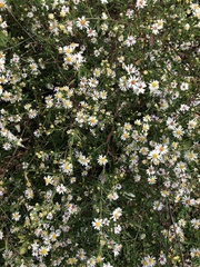 Symphyotrichum pilosum pilosum