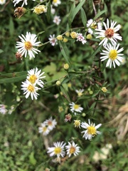 Symphyotrichum pilosum pilosum