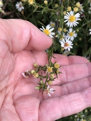 Symphyotrichum pilosum pilosum