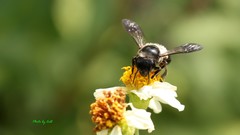 Megachile conjuncta