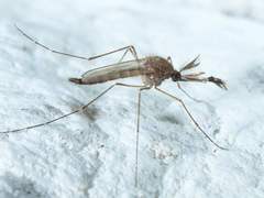 Ochlerotatus