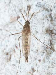 Ochlerotatus