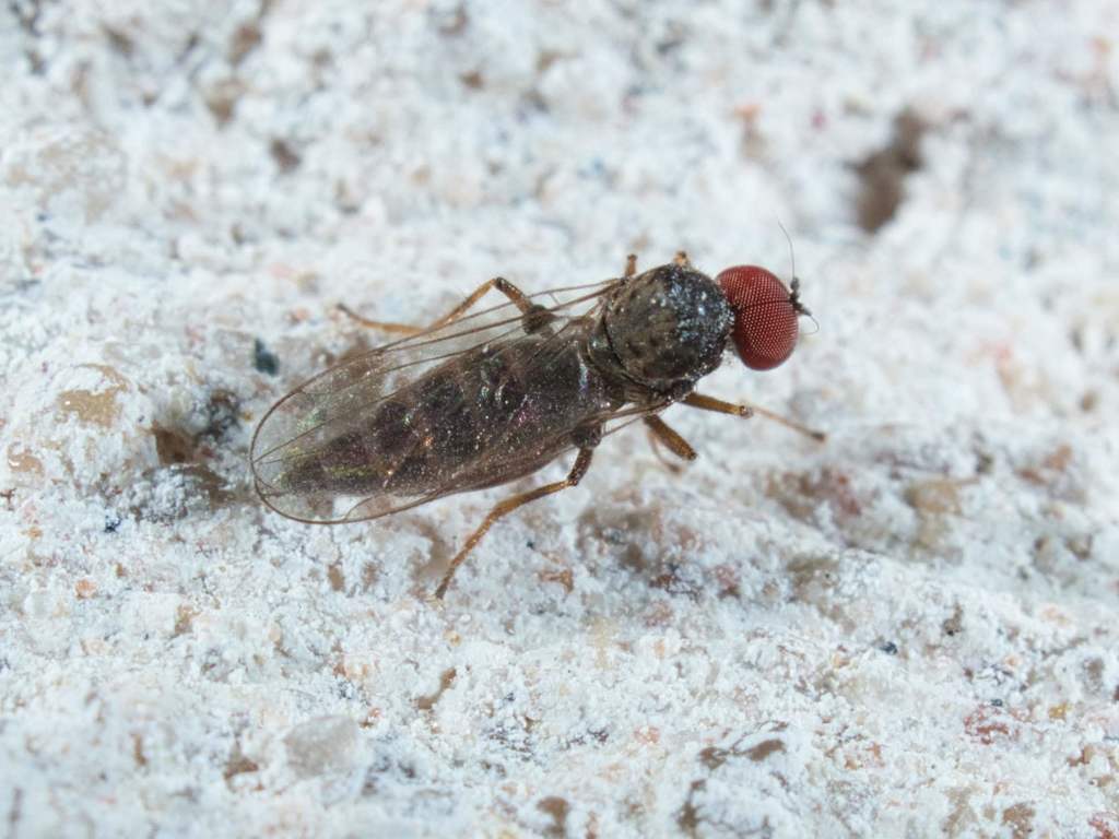Syneches vittatus