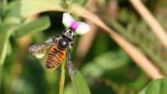 Megachile bicolor