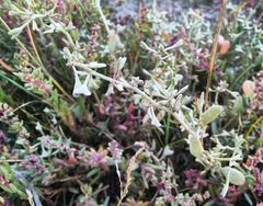 Atriplex pedunculata