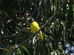 Coccothraustes abeillei
