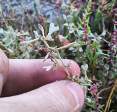 Atriplex pedunculata