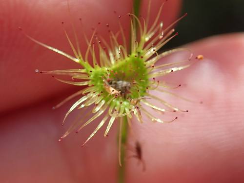 Drosera gunniana
