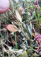 Atriplex pedunculata