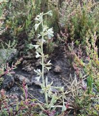 Atriplex pedunculata