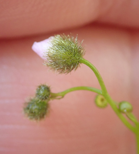 Drosera gunniana