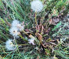 Taraxacum bessarabicum