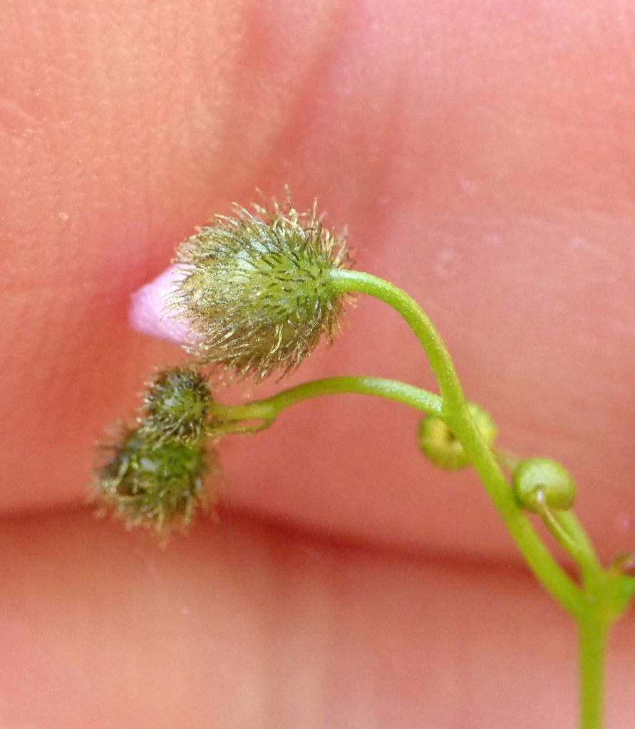 Drosera gunniana (Planch.) de Salas 2