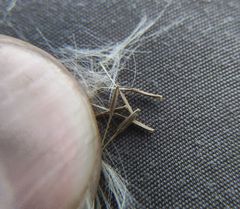 Taraxacum bessarabicum