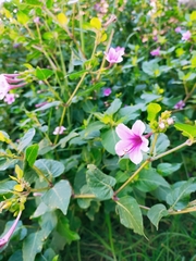 Mirabilis jalapa