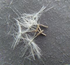 Taraxacum bessarabicum