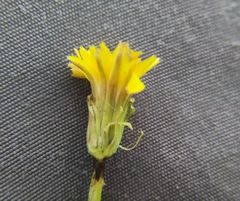 Taraxacum bessarabicum