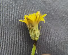 Taraxacum bessarabicum