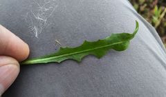 Taraxacum bessarabicum