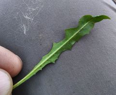 Taraxacum bessarabicum