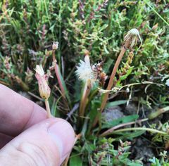 Taraxacum bessarabicum