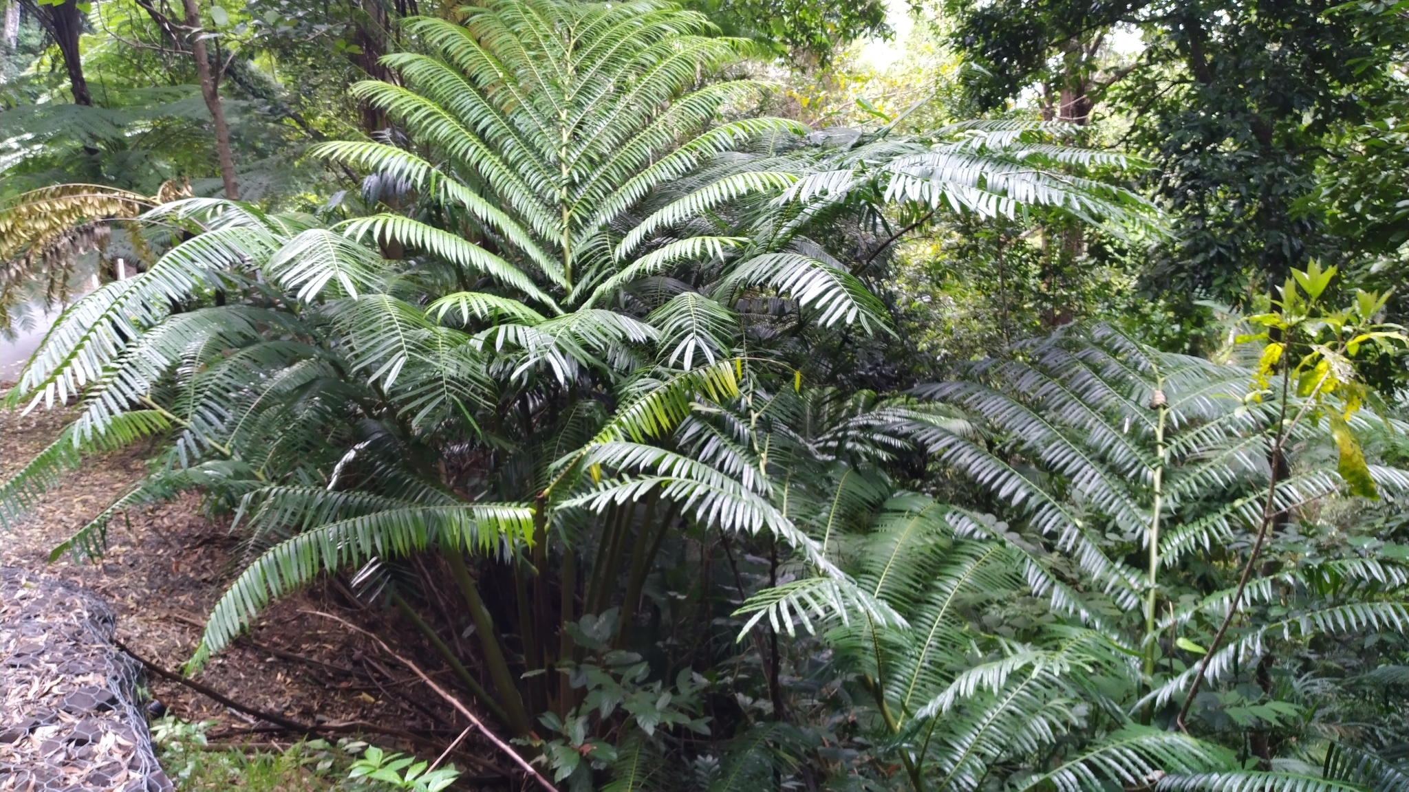 Angiopteris evecta