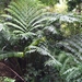 King Fern - Photo (c) Steve Fitzgerald, some rights reserved (CC BY-SA), uploaded by Steve Fitzgerald