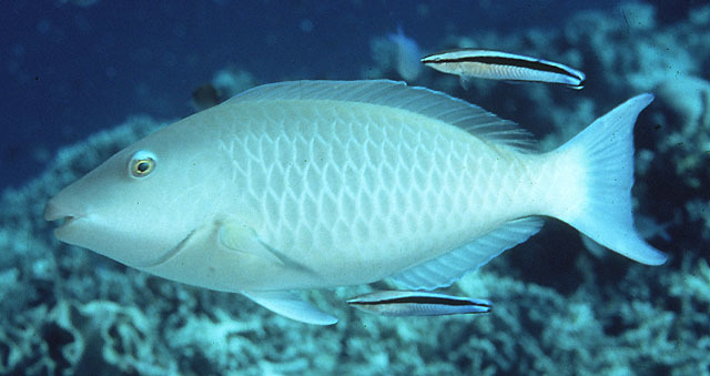 Longnose Parrotfishes