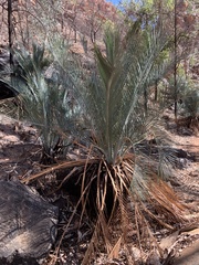 Macrozamia macdonnellii
