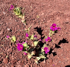 Diplacus cusickioides