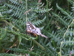 Abraxas grossulariata