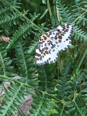 Abraxas grossulariata