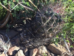 Hamatocactus hamatacanthus hamatacanthus